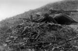 LMG nest on Hill 42. Sablokova, September 1941.
